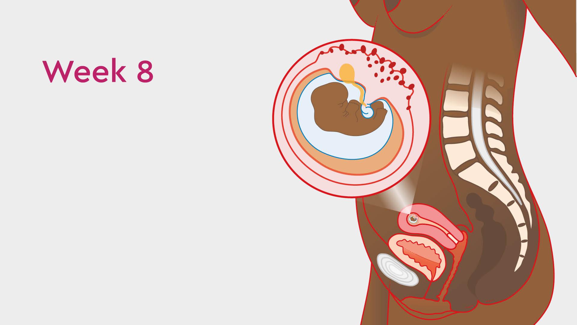 Read more about the article Safe Abortion Methods for a 8-Week Pregnancy 