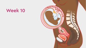 Read more about the article Termination of a 10-Week Pregnancy: Medical and Surgical Options
