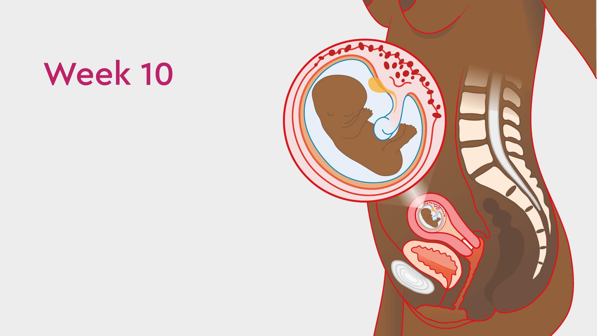 Read more about the article Termination of a 10-Week Pregnancy: Medical and Surgical Options
