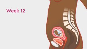 Read more about the article Termination of a 12-Week Pregnancy: Medical and Surgical Options 