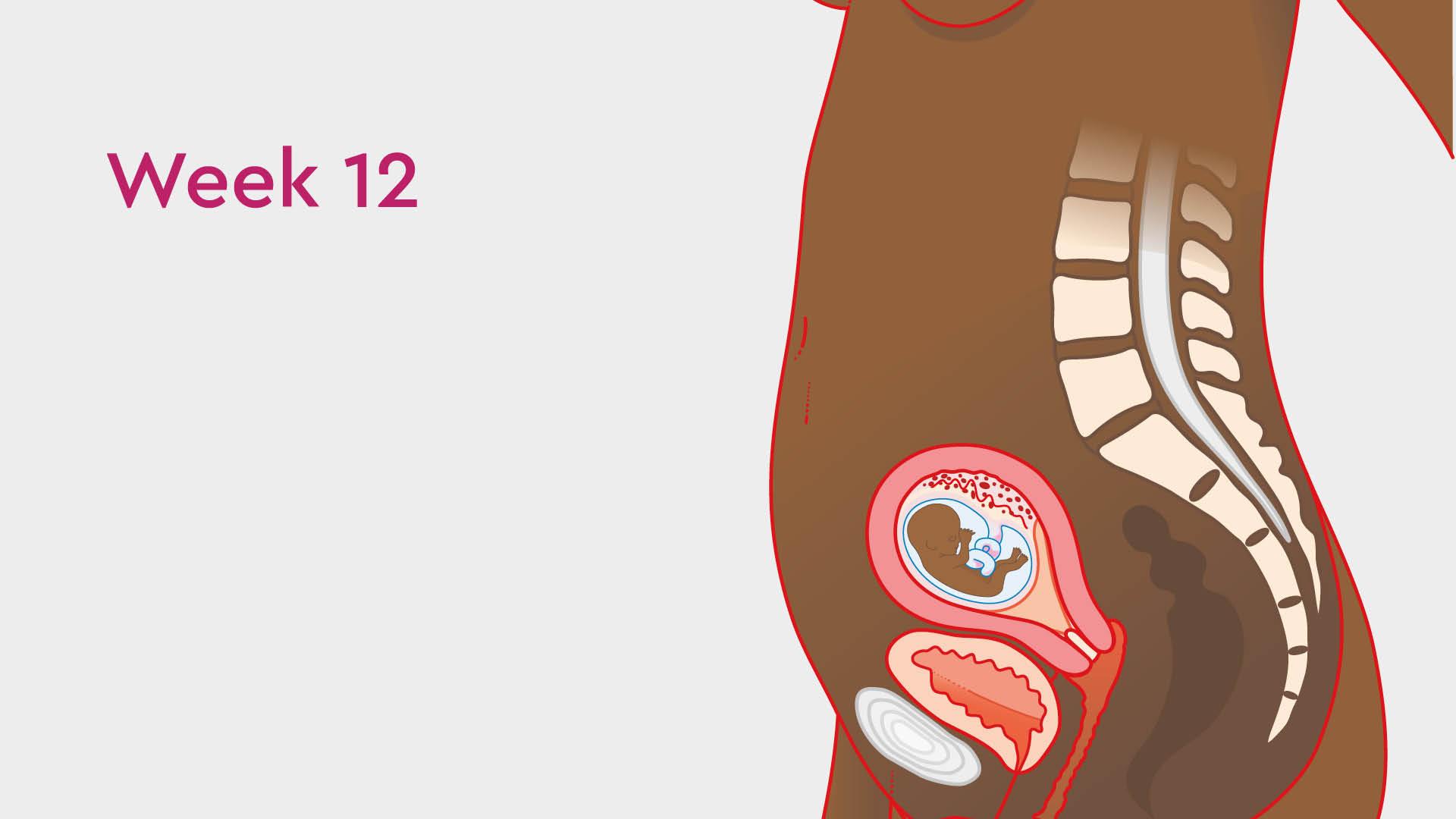 Read more about the article Termination of a 12-Week Pregnancy: Medical and Surgical Options 