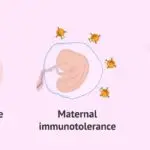 Human Chorionic Gonadotropin (hCG)