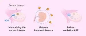 Read more about the article Human Chorionic Gonadotropin (hCG)