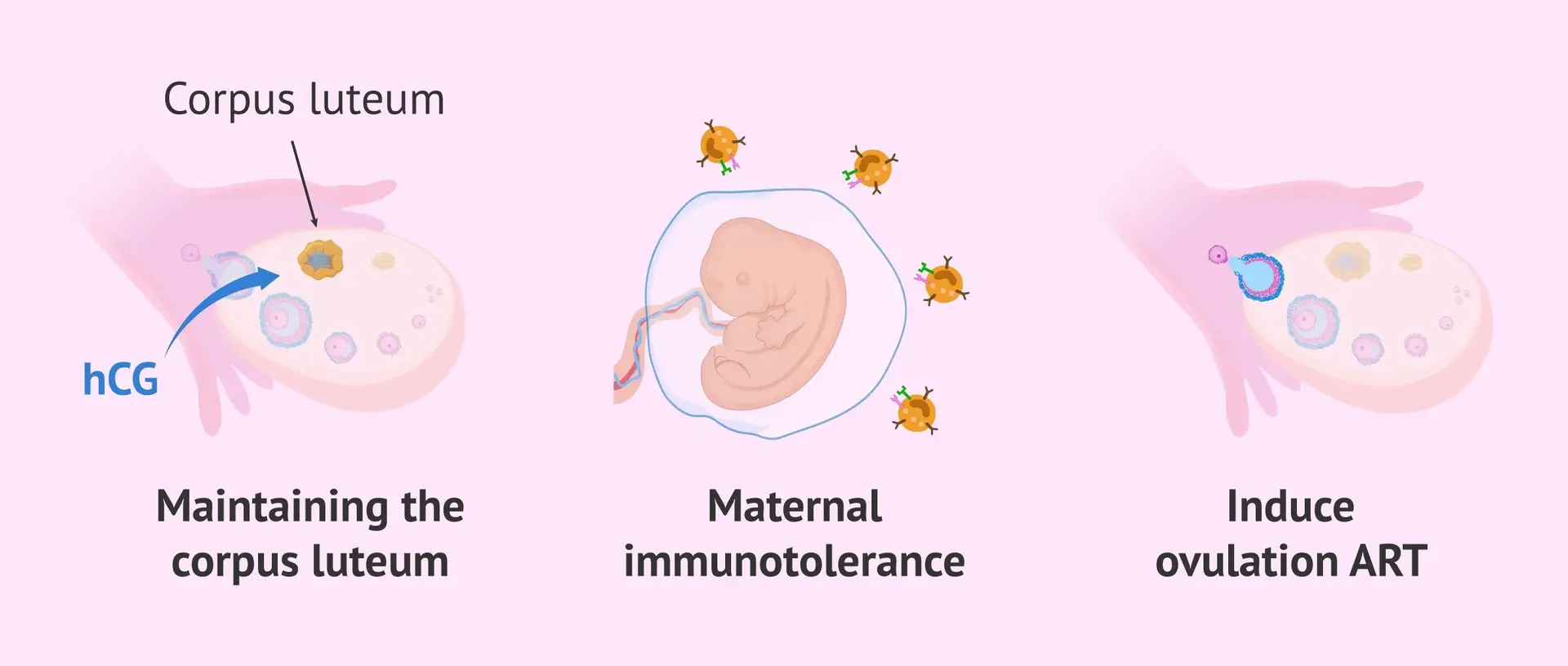 Read more about the article Human Chorionic Gonadotropin (hCG)