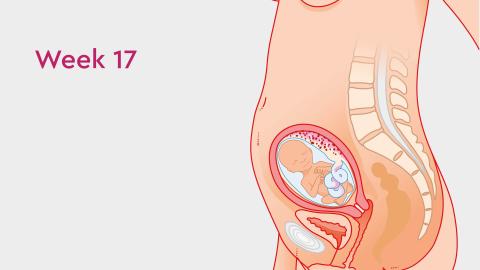 Read more about the article Understanding 17-Week Pregnancy Termination: What You Need to Know